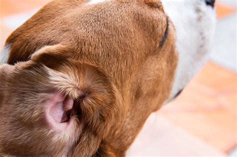 How To Cure A Ear Infection On A Dog