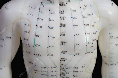 Acupuncture Map Of The Body