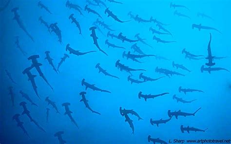 Artphototravel Dive With Hammerhead Sharks Cocos Island