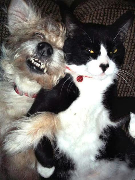 Cat Dog Best Friends Have An Adorable Lovehate Moment