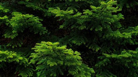 Pine Tree Branches 4k Wallpapers Hd Wallpapers Id 30472