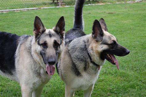 There's still a long process to go through before you can a good source of german shepherd puppies for adoption are basically pet shelters and rescue centres. German shepherd rescue pa | Dogs, breeds and everything about our best friends.