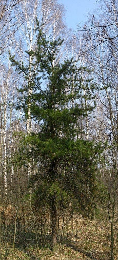 7 Different Types Of Pine Trees In Missouri Progardentips Types Of