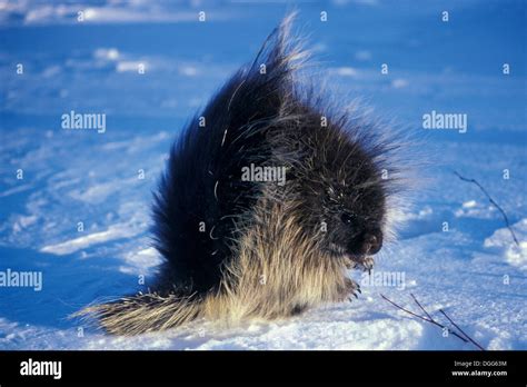 Common Porcupine Erethizon Dorsatum On Winter Snow In Riding