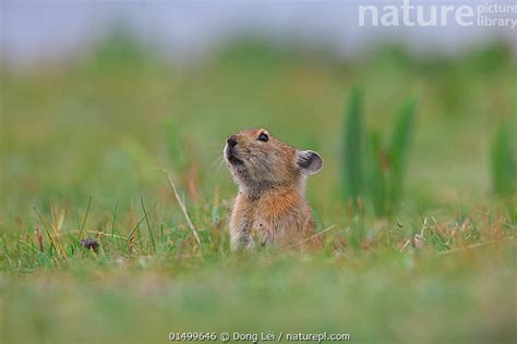 Stock Photo Of Plateau Pika Ochotona Curzoniae Looking Alert