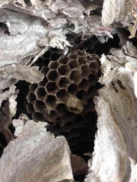 Wasp Nests What A Nest Looks Like And What To Do About Them