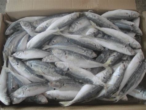 Better Buy Fresh Or Frozen Fish From Mackerel Supplier Mackerel Fish