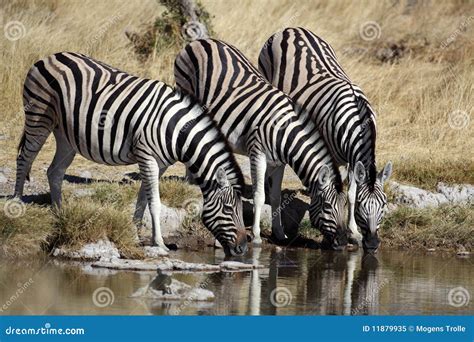 Zebras By A Waterhole Etosha Namibia Stock Image Image Of Africa