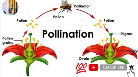 Pollination Ll Sexual Reproduction In Flowering Plants Llbiology Class
