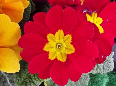 50 Beautiful and Stunning Red Flower Pictures | Ginva