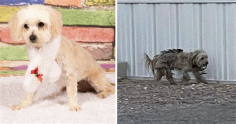 El Perro Se Escapó El Día De La Adopción Y Aparece 15 Meses Después