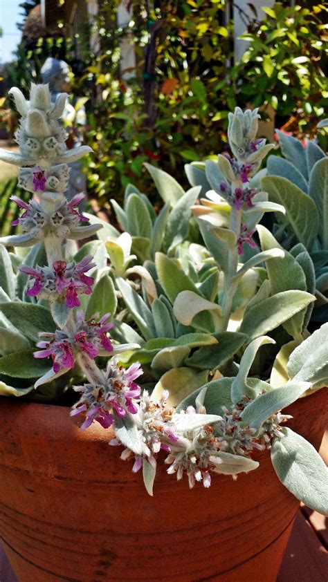 Single use prescription topical medications may also be used; Woolly Lamb's Ear Plant - The Medicinal & Edible Garden ...