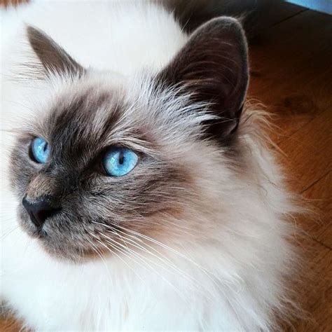 Blue Eyed Beauties Unveiling The Cat Breeds With Mesmerizing Eyes Catmags Com