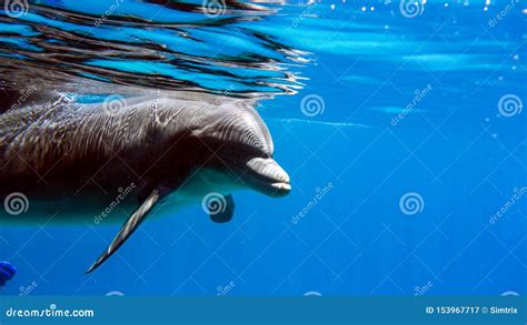 Close Up Of Bottlenose Dolphin In The Red Sea Of Israel Eilat Stock