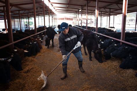 Defying Japan Rancher Saves Fukushimas Radioactive Cows The New