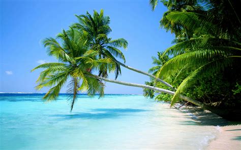 Download Palm Trees Beach Summer Paradise Wallpaper Wallpapers Com