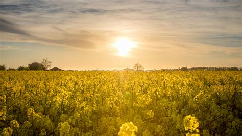 Yellow Flower Field During Yellow Sunset · Free Stock Photo