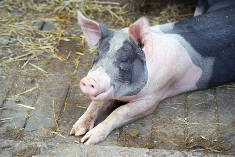 O Porco Porquinho Na Fazenda O Porco Está Na Palha Foto Premium