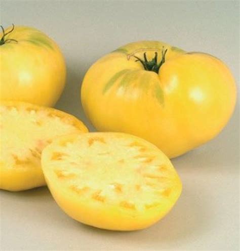 Great White Beefsteak Tomato Heirloom Tomato Seeds Growing Tomatoes