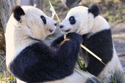 Giant Panda Love Panda Giant Panda Panda Love