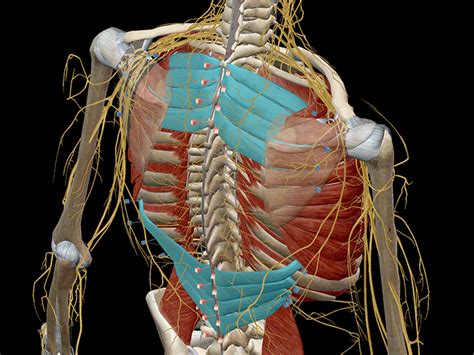 The liver is right under the right ribcage and it could give you pain (chronic alcoholism with liver cirrhosis etc.). Learn Muscle Anatomy: Serratus Posterior Superior and Inferior