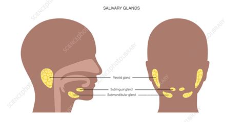 Salivary Glands Illustration Stock Image F0363879 Science Photo