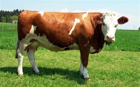 Rassenbeschrieb Simmental Sm Simmental Suisse