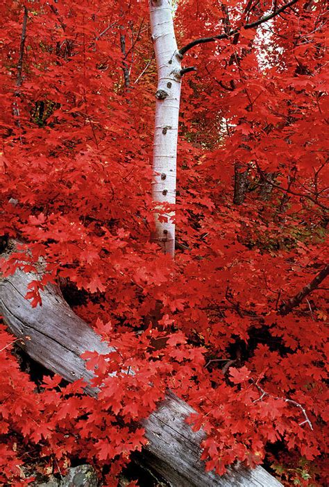 Rocky Mountain Maple Trees And The Photograph By Mint Images David