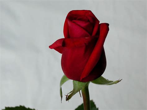 Filered Rose Stock Image Wikimedia Commons