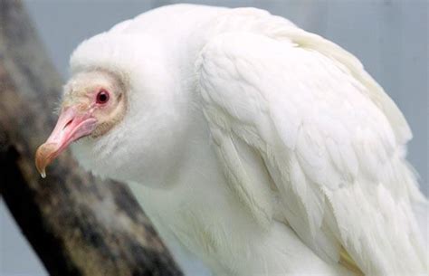 30 Albino Animals That You Never Knew Existed Boredombash