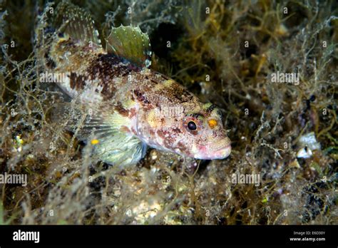 Rock Goby Gobius Paganellus Mediterranean Sea Croatia Stock Photo