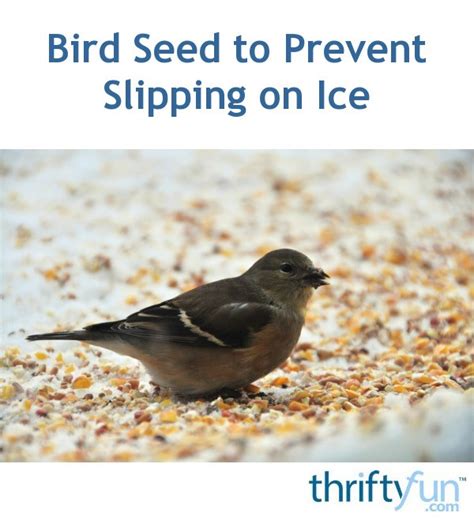 Bird Seed To Prevent Slipping On Ice Thriftyfun