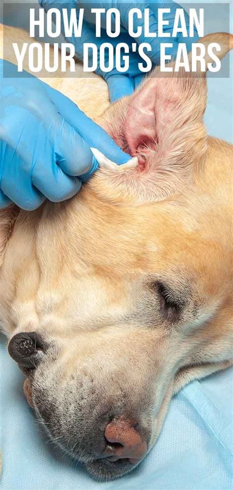 How To Clean Dogs Ears A Complete Guide To Cleaning Your Dogs Ears