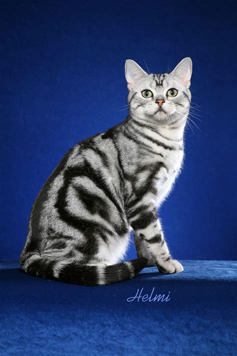 American Cat Breeds With Pictures Pets Lovers
