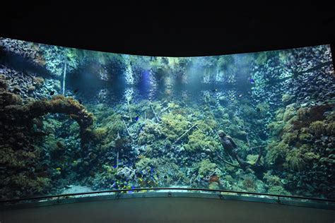 Aquarium Main Reef Tank Zoochat