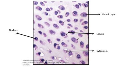 Microscopic Anatomy Of Hyaline Cartilage