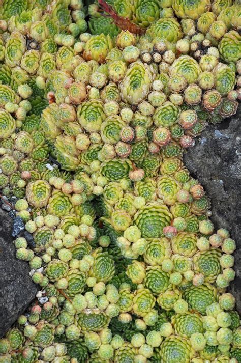 Bunches Of Hens And Chicks Cacti Stock Image Image Of Houseleek
