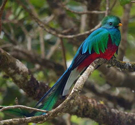 The Gorgeous Quetzal National Bird Of Guatemala Central America