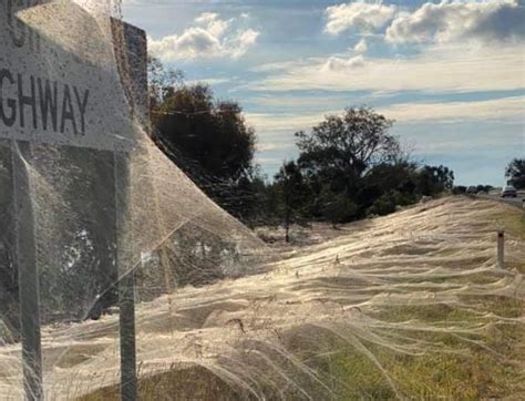 Fotos Que Mostram Enormes Teias De Aranha Cobrindo Campos Na Austrália