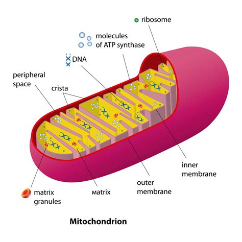 Matriz Mitocondrial