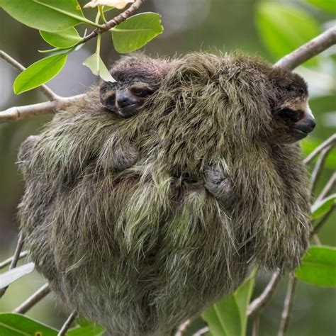 Sloth Mating Not As Slow As You Think Sloco