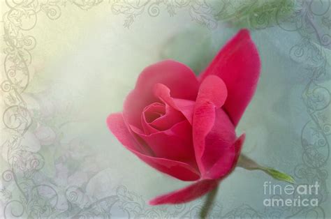 The Scent Of Roses Photograph By Betty Larue Fine Art America