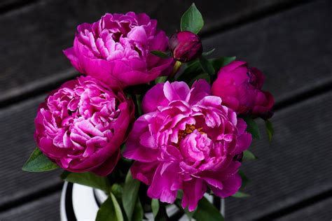 12 Surprising Facts All Peony Enthusiasts Should Know In 2021 Growing
