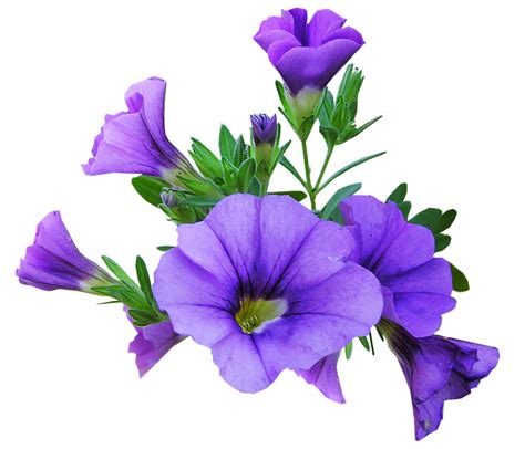 Bunga, bunga, bunga, bunga poppy merah muda dengan latar belakang biru, merangkai bunga, cabang png. 15+ Gambar Bunga Ungu Png - Galeri Bunga HD