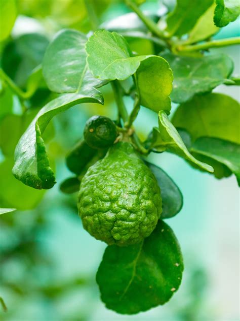 Oderings Garden Centre Fruit Citrus Lime Kaffir