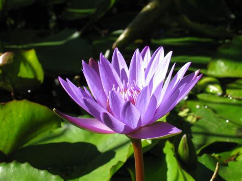 Water Lily And Stem Free Photo Download Freeimages