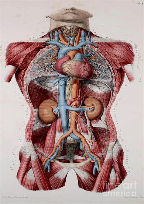 Anatomy Human Body Old Anatomical 29 Painting By Boon Mee