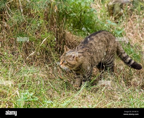 A Captive Scottish Wildcat Part Of The Breeding And Reintroduction