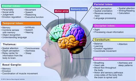 19 Brain Parts And Functions Table  Crazy Diagram Resources