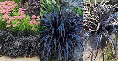 Black Mondo Grass Care And Growing Tips Balcony Garden Web